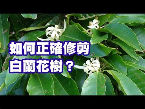 玉蘭花招陰